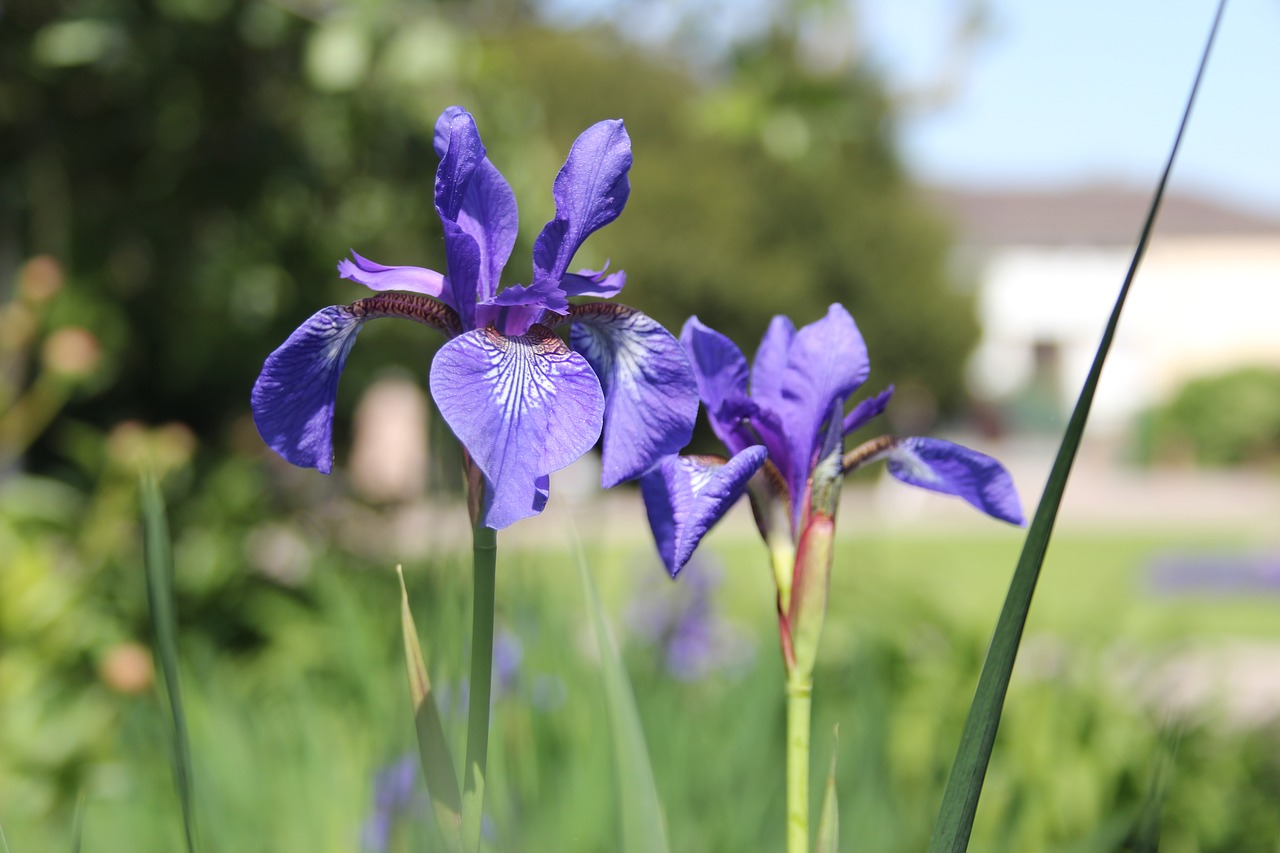 Iris, Gėlės, Mėlynas, Strasbourg, Parke Oranžerija, Nemokamos Nuotraukos,  Nemokama Licenzija