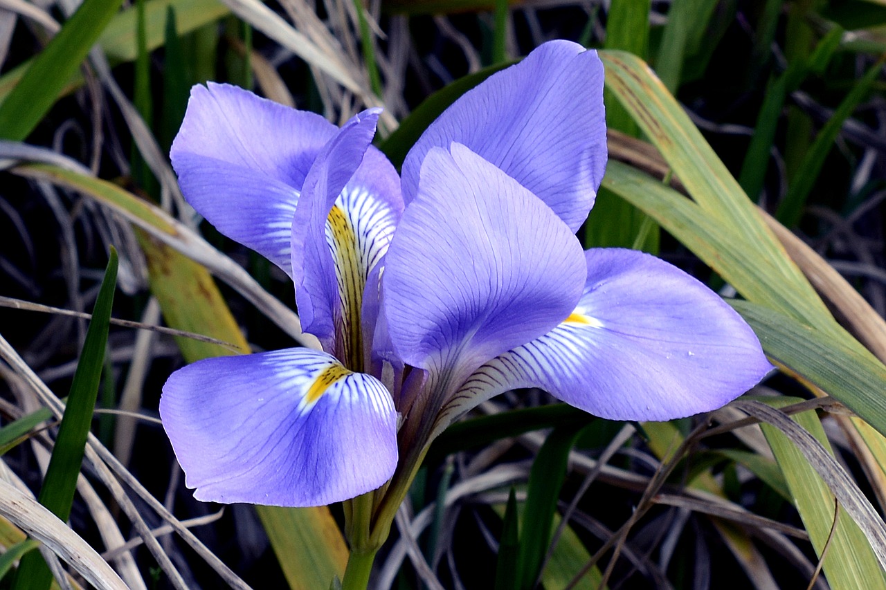 Iris, Žiedas, Žydėti, Gėlė, Mėlynas, Augalas, Gamta, Sodas, Uždaryti, Nemokamos Nuotraukos