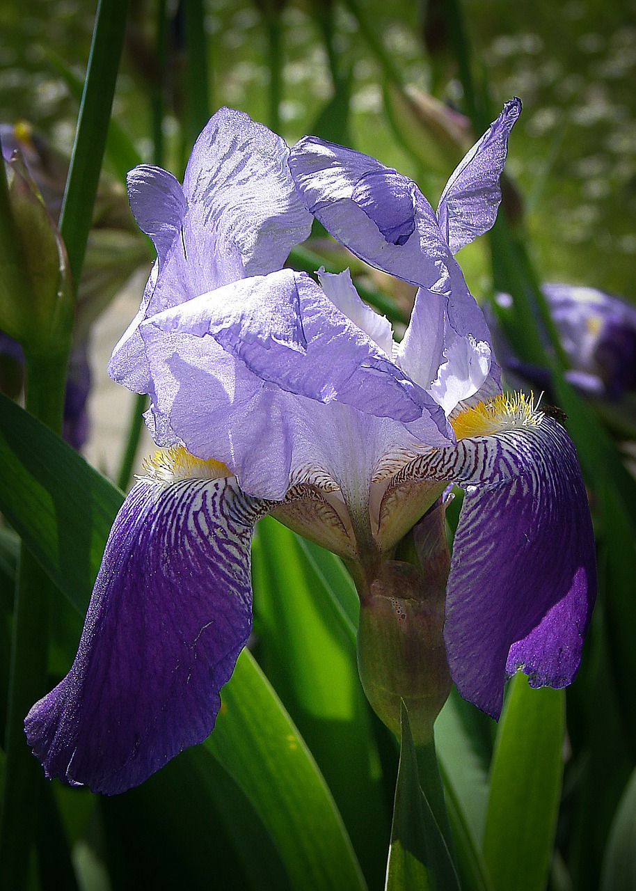 Iris, Gėlės, Mėlynas, Iridaceae, Tamsiai Violetinė, Violetinė, Augalas, Gėlė, Nemokamos Nuotraukos,  Nemokama Licenzija
