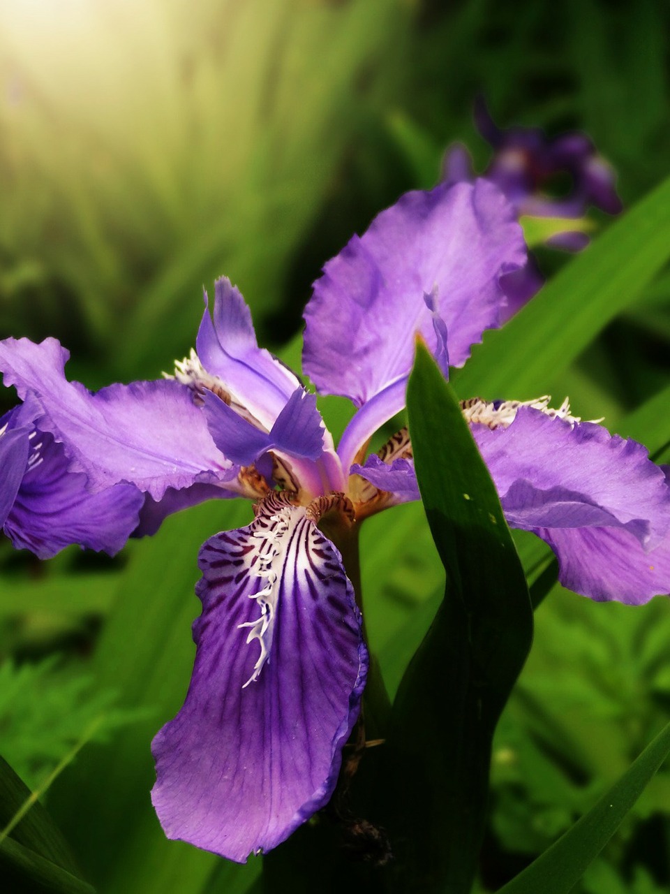 Iris, Iris Tectorum, Gėlių, Purpurinė Gėlė, Gėlė, Žydėti, Žalias, Flora, Gamta, Fauna