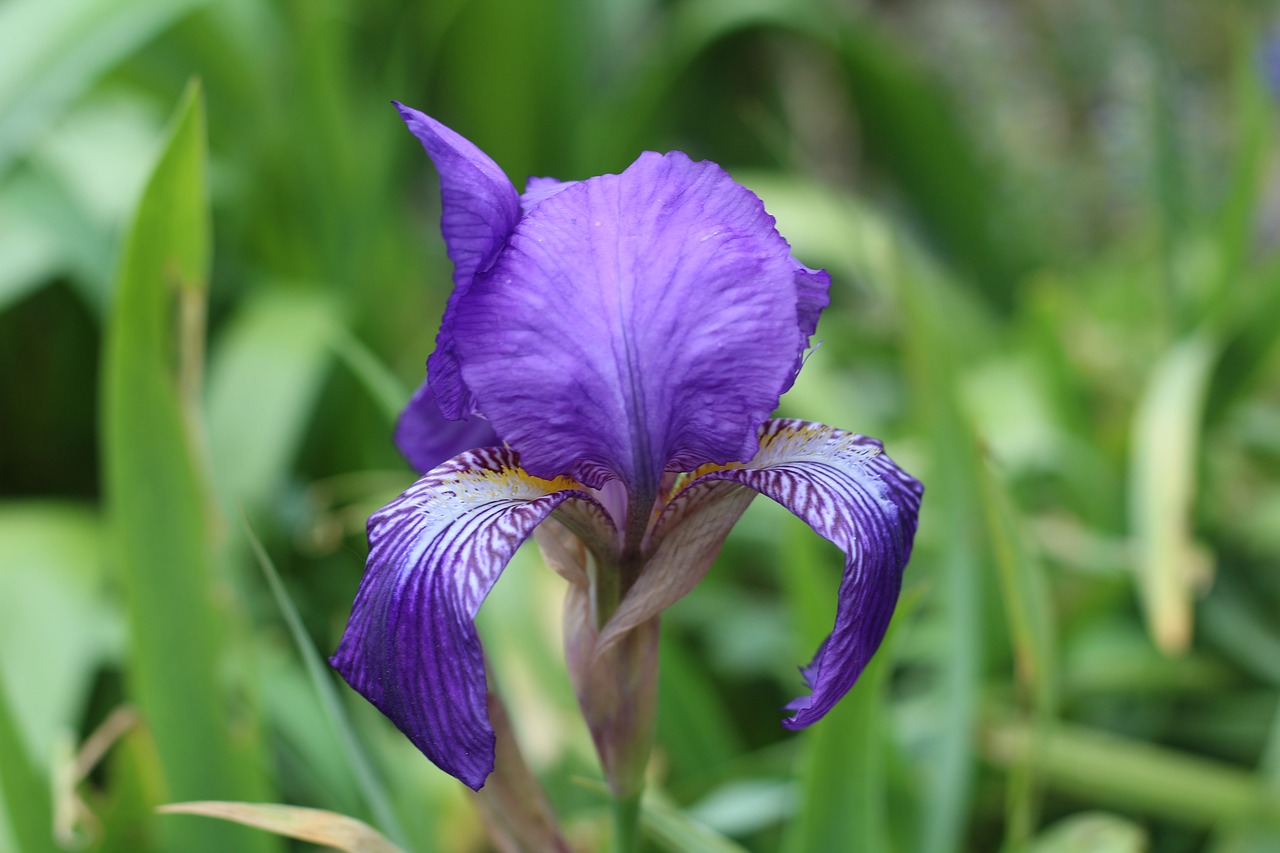 Iris, Mėlyna Gėlė, Pavasario Gėlė, Spyruoklinė Lemputė, Pavasaris, Mėlynas, Gamta, Flora, Žalias, Vasara