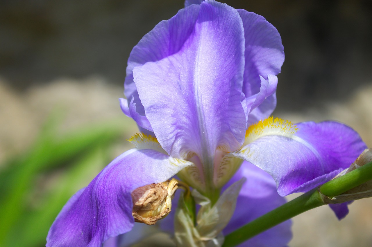 Iris, Gėlė, Violetinė, Sodas, Pavasaris, Nemokamos Nuotraukos,  Nemokama Licenzija