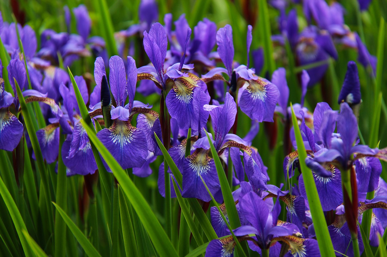 Iris, Gėlė, Gėlių, Žiedas, Violetinė, Gamta, Žydėti, Sodas, Žydi, Vasara