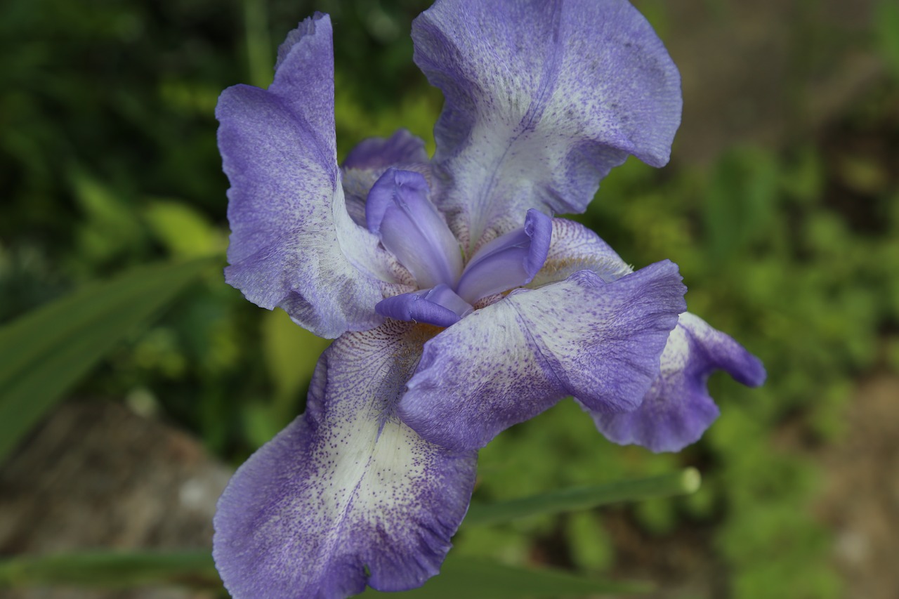 Iris, Žiedas, Žydėti, Mėlynas, Gėlė, Uždaryti, Iridaceae, Nemokamos Nuotraukos,  Nemokama Licenzija