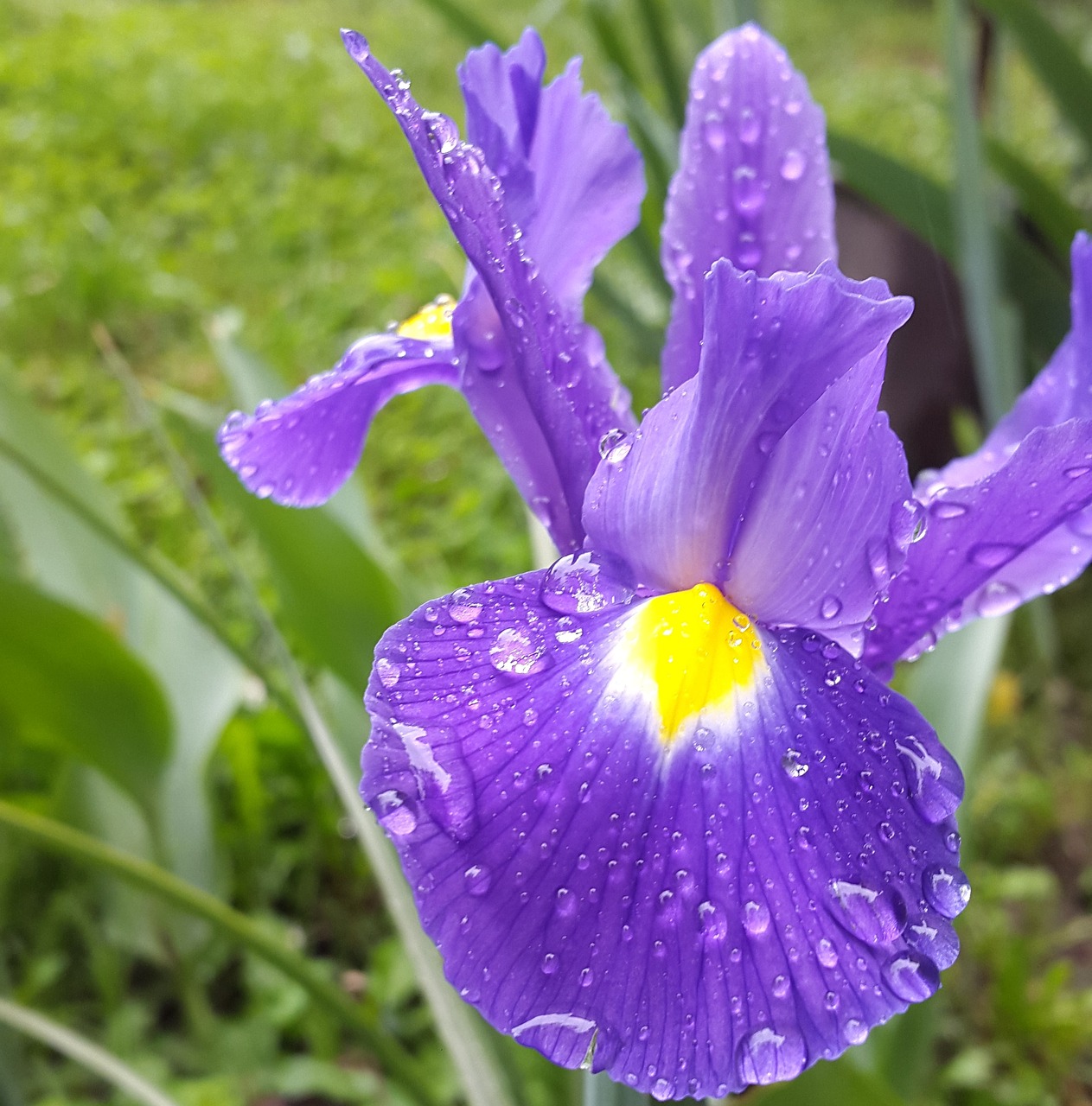 Iris, Gėlė, Sodas, Gėlių, Žiedas, Žydėti, Gamta, Žydi, Violetinė, Geltona