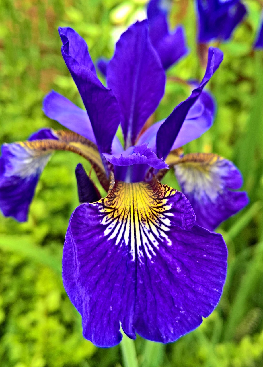 Iris, Anksti, Gėlių Sodas, Žiedas, Žydėti, Tamsiai Violetinė, Gražus Raštuotas, Uždaryti, Nemokamos Nuotraukos,  Nemokama Licenzija