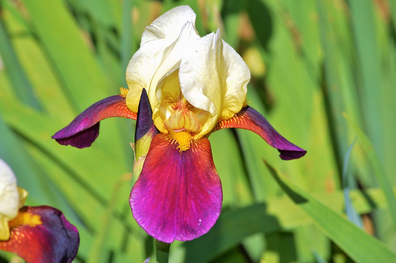 Iris, Gėlė, Lelija, Žiedas, Žydėti, Iridaceae, Augalas, Gamta, Flora, Gėlės