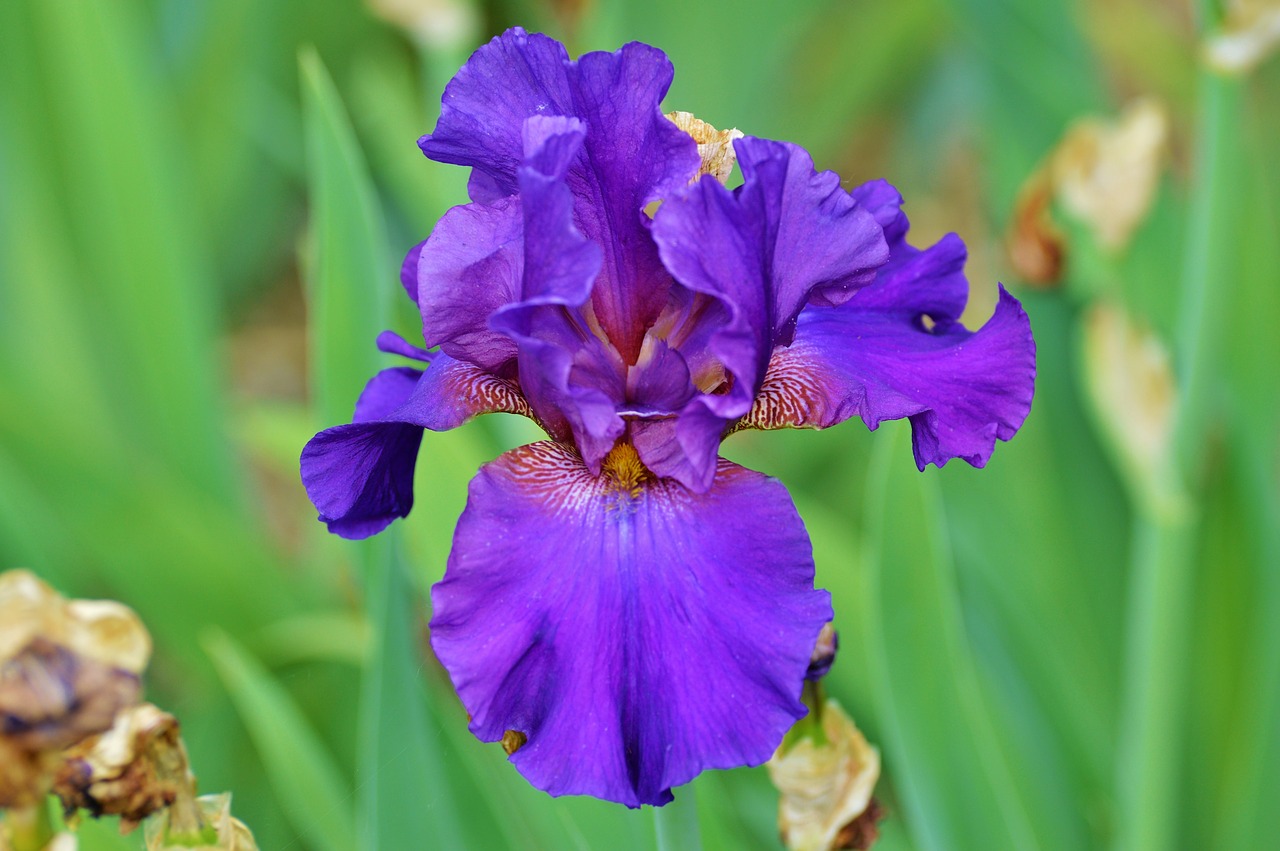 Iris, Gėlė, Lelija, Žiedas, Žydėti, Iridaceae, Augalas, Gamta, Flora, Gėlės