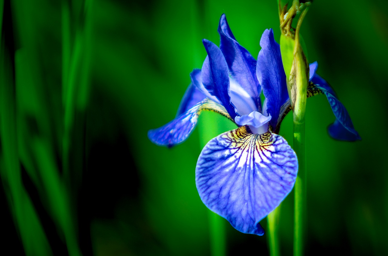 Iris, Gėlė, Mėlynas, Žydėti, Sodas, Vasara, Fonas, Žalias, Iš Arti, Mėlynas Iris