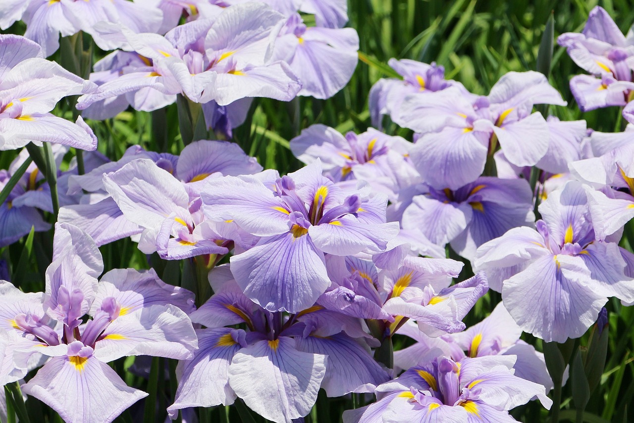 Iris, Gėlės, Birželis, Japonija, Nemokamos Nuotraukos,  Nemokama Licenzija