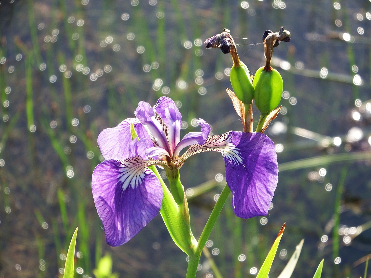 Iris, Gėlė, Vasara, Žydėti, Gamta, Iš Arti, Graži Gėlė, Šviesus, Sėklos, Nemokamos Nuotraukos