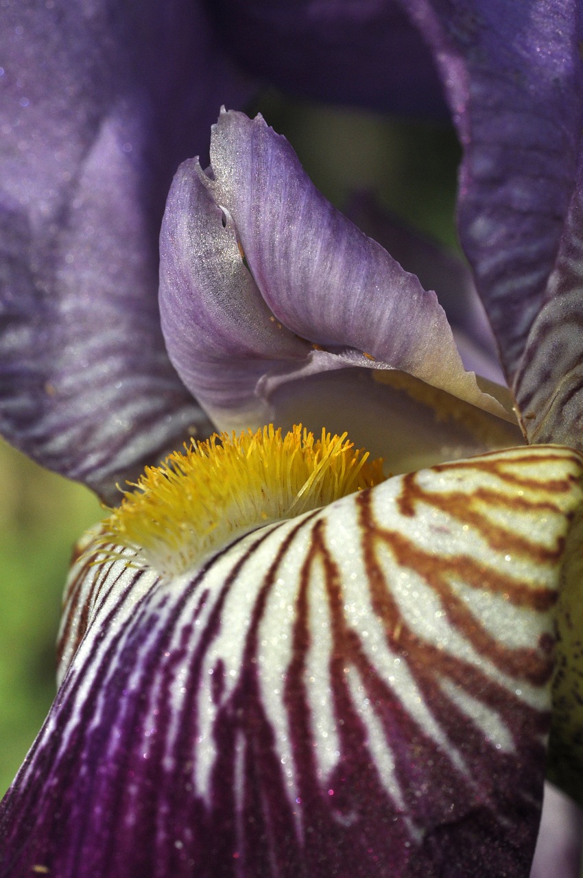 Iris, Gėlė, Žydėti, Ženklinimas, Gėlės, Makro, Violetinė, Gamta, Augalas, Nemokamos Nuotraukos