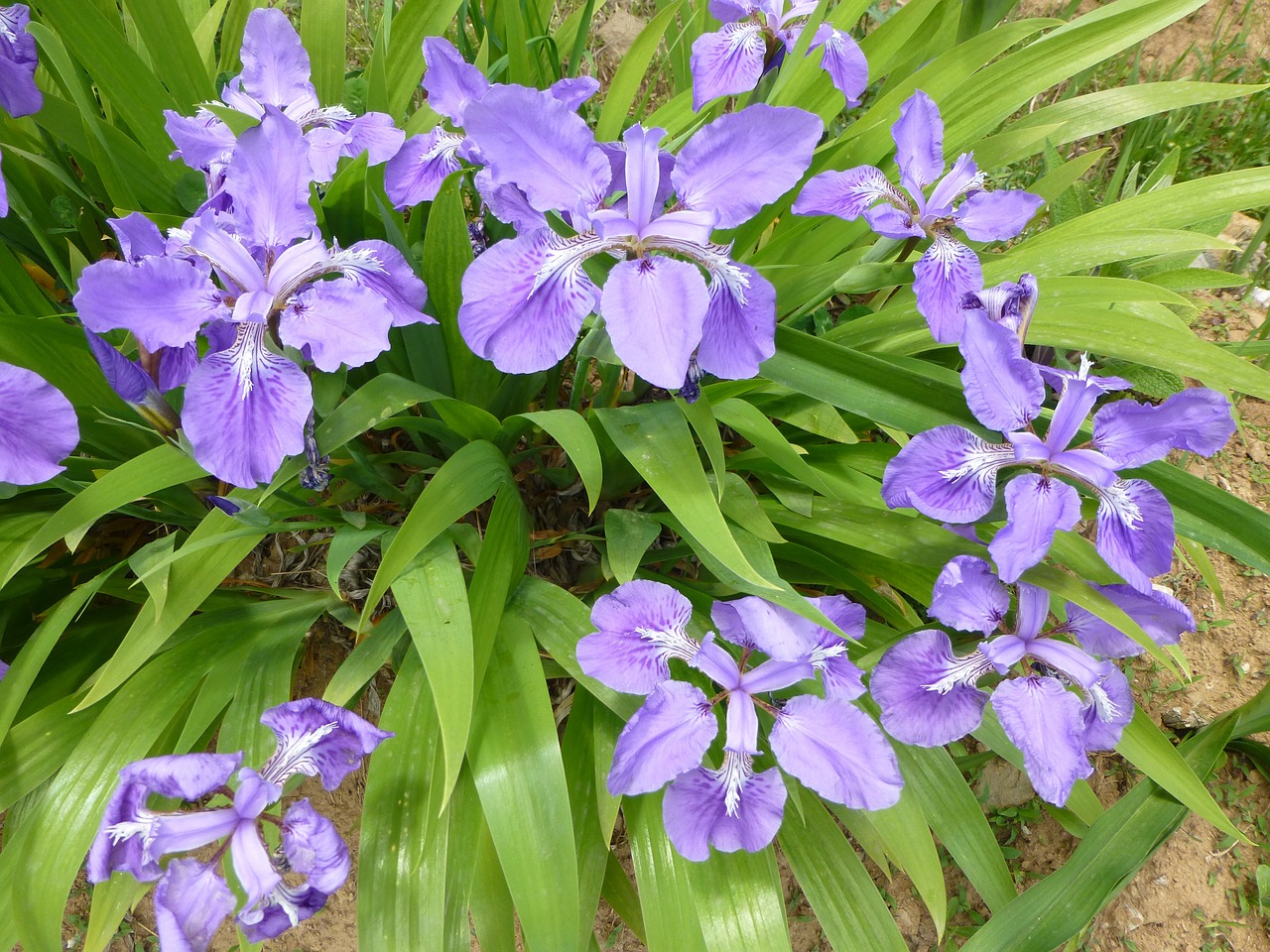 Iris, Gėlės, Žiedai, Mėlynas, Violetinė, Žiedlapiai, Žalias, Lapai, Lapinės, Augalai