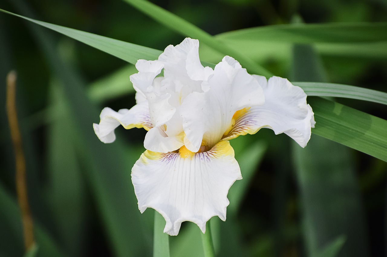 Iris, Gėlė, Gėlių, Sodas, Žiedas, Pavasaris, Vasara, Augalas, Žiedlapis, Natūralus