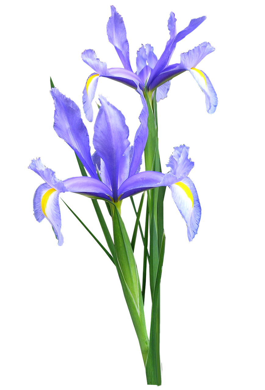 Iris, Olandų, Gėlės, Nemokamos Nuotraukos,  Nemokama Licenzija