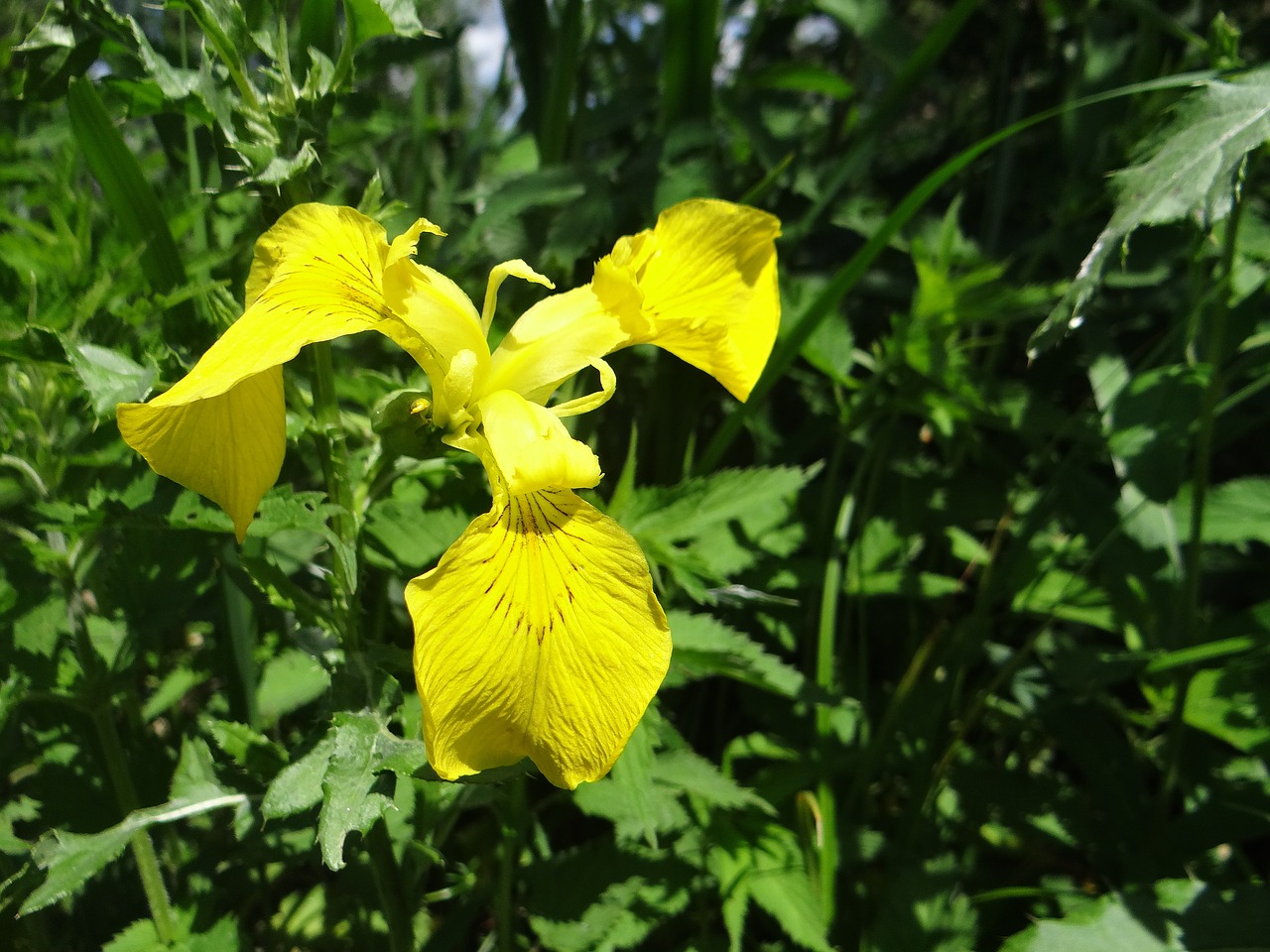 Iris, Laukiniai, Upės Krantas, Augalas, Flora, Geltona, Žalias, Žydinčių Augalų, Žydi, Nemokamos Nuotraukos