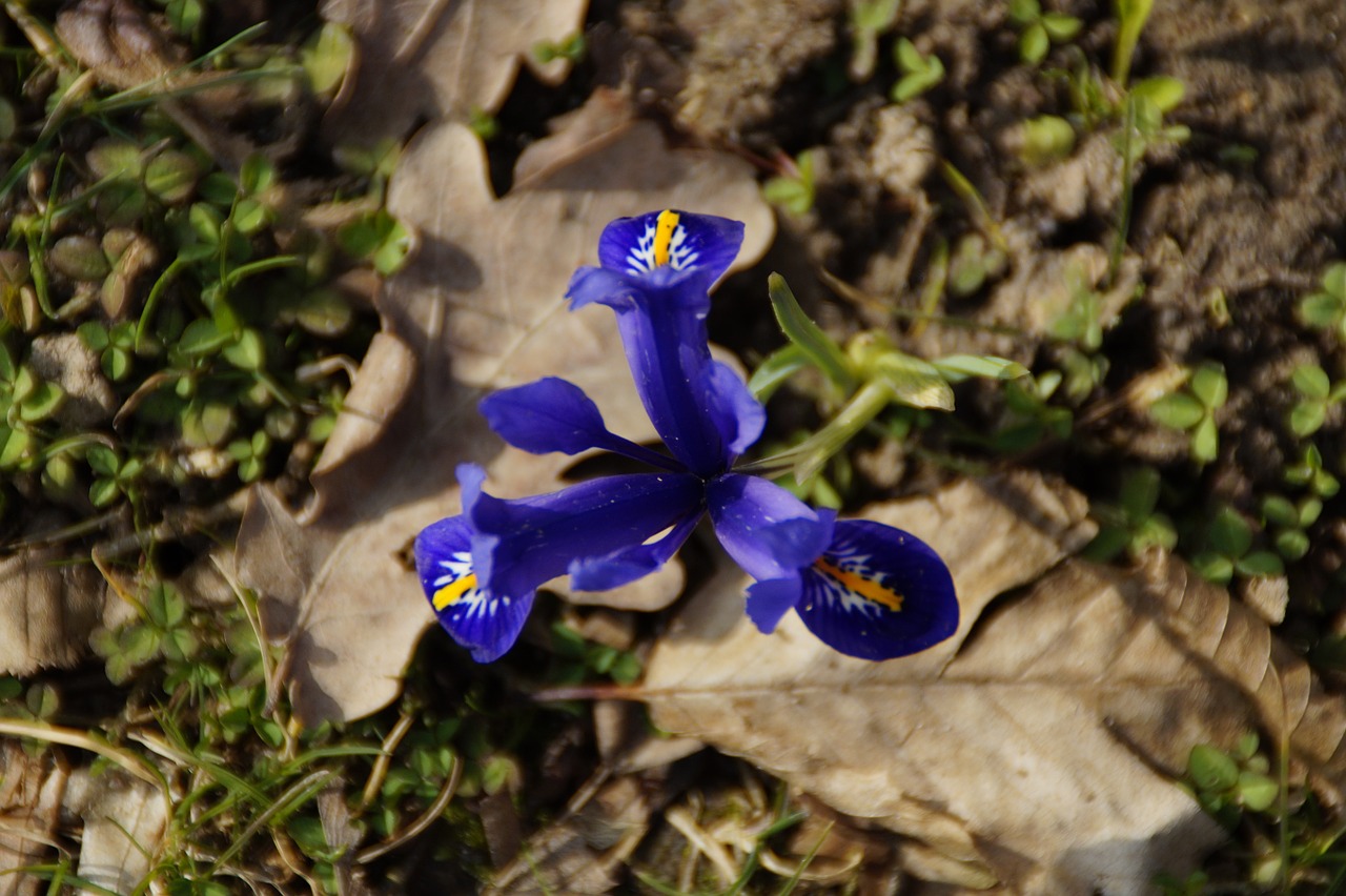 Iris, Laukinė Gėlė, Mėlynas, Mėlynas Iris, Iridaceae, Žydėti, Gamta, Gėlė, Pavasaris, Nemokamos Nuotraukos