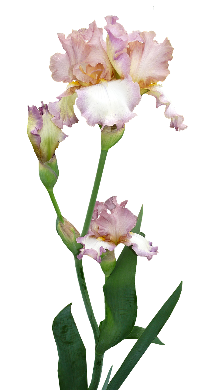 Iris, Augalas, Gėlė, Pumpurai, Nemokamos Nuotraukos,  Nemokama Licenzija