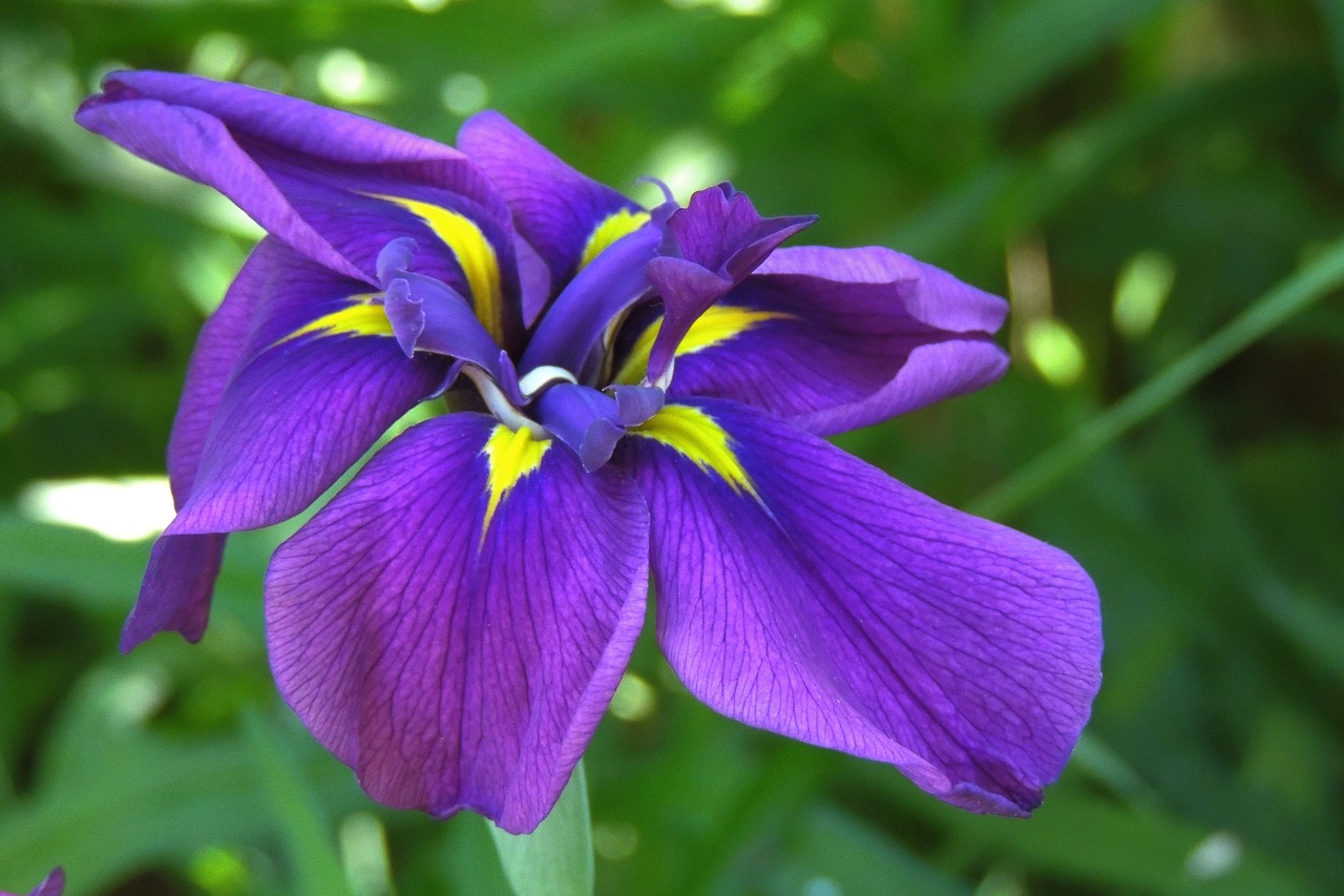 Iris, Botanikos, Violetinė, Japanese, Botanika, Augalas, Žydėti, Gėlė, Irisas, Violetinė