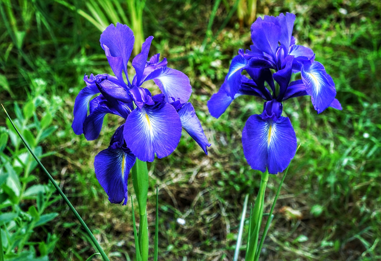 Iris,  Gėlė,  Violetinė,  Mėlynas,  Gamta,  Flora,  Lauke,  Vasara,  Šviesus,  Iš Arti