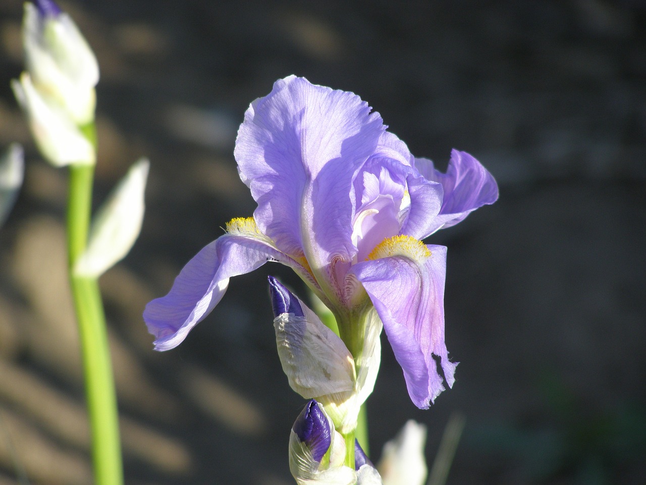 Iris, Wildflower, Gėlė, Gėlių, Augalas, Natūralus, Žiedas, Žydėti, Žiedlapis, Botanikos