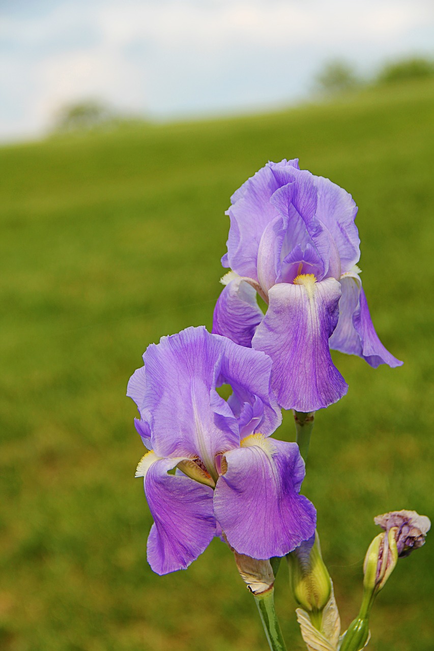 Iris, Gėlė, Violetinė, Gamta, Pavasaris, Gražus, Augalas, Flora, Vasara, Žydėti