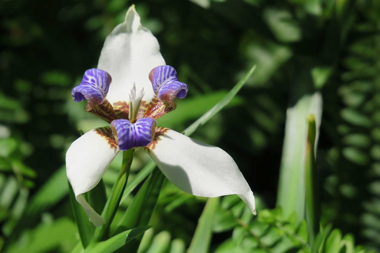 Iris,  Pobūdį,  Augalų,  Gėlė,  Lapų,  Vasara,  Sodas,  Lauko,  Žydi,  Žiedlapis