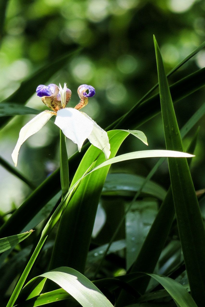 Iris,  Pobūdį,  Augalų,  Gėlė,  Lapų,  Vasara,  Sodas,  Lauko,  Žydi,  Žiedlapis