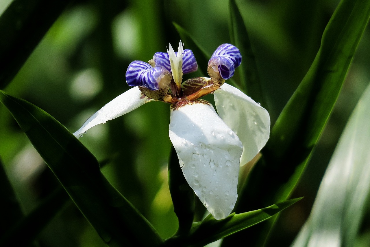 Iris,  Pobūdį,  Augalų,  Gėlė,  Lapų,  Vasara,  Sodas,  Lauko,  Žydi,  Žiedlapis