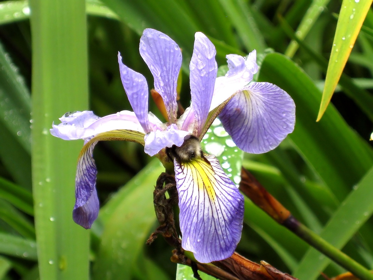 Iris,  Bičių,  Pobūdį,  Augalų,  Gėlė,  Lietus, Nemokamos Nuotraukos,  Nemokama Licenzija