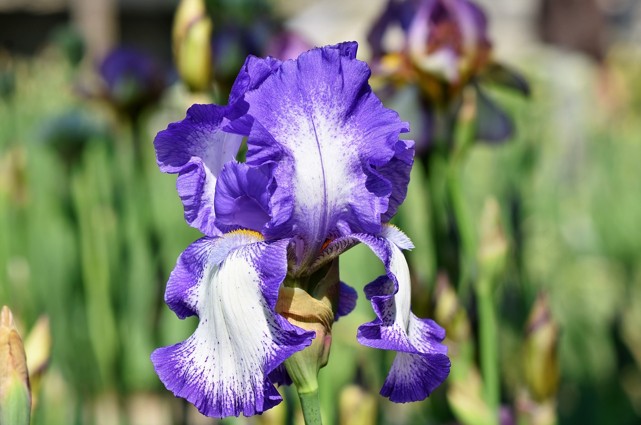 Iris,  Iris Flower,  Schwertlilien Gewaechs,  Žiedas,  Žydi,  Gėlė,  Barzdotas Iris,  Mėlyna,  Pavasaris,  Augalas