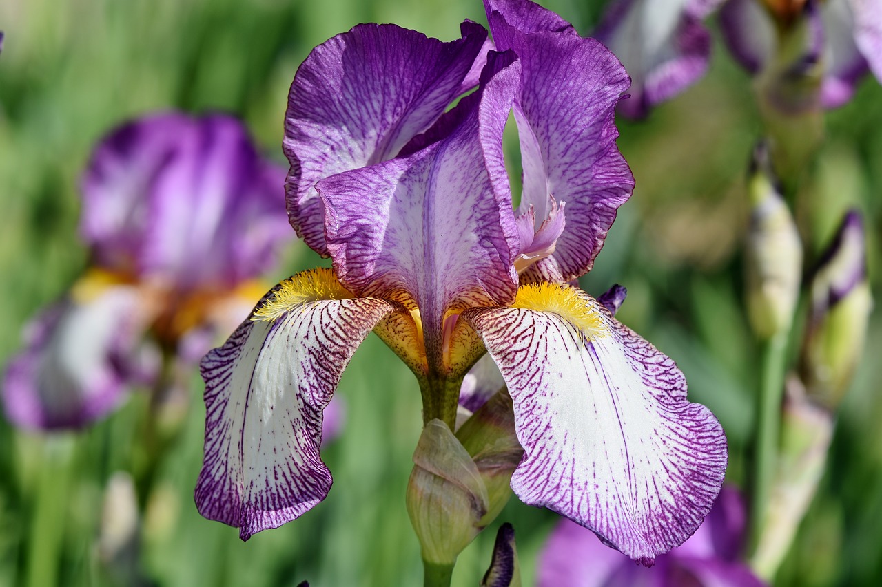 Iris,  Iris Flower,  Schwertlilien Gewaechs,  Žiedas,  Žydi,  Gėlė,  Barzdotas Iris,  Violetinė,  Pavasaris,  Augalų