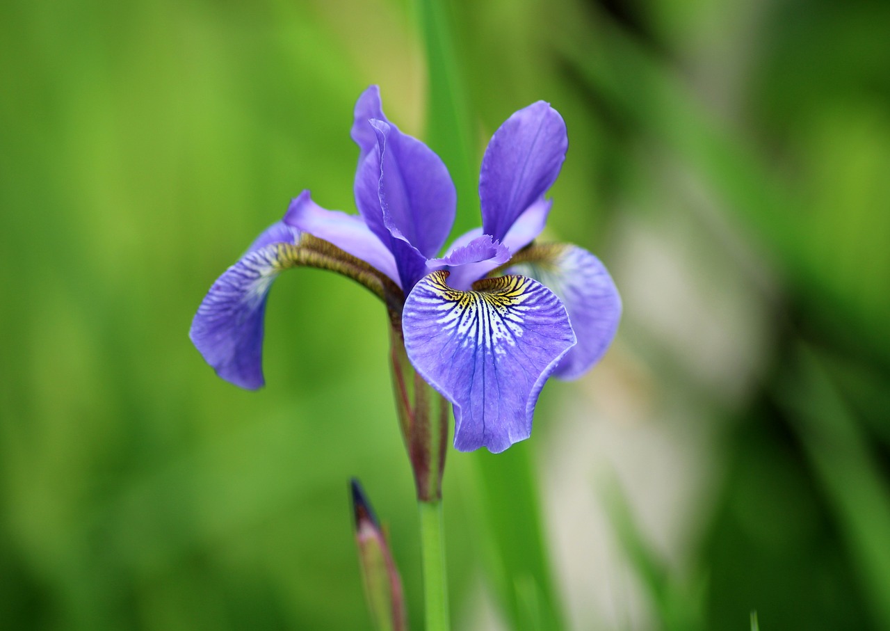 Iris,  Gėlė,  Sodas,  Pavasaris,  Violetinė,  Augalų,  Pobūdį,  Floros,  Violetinė Gėlė,  Delikatesas