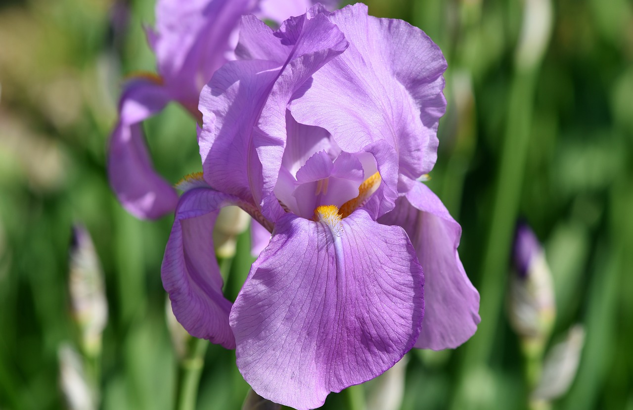 Iris,  Iris Flower,  Schwertlilien Gewaechs,  Žiedas,  Žydi,  Gėlė,  Barzdotas Iris,  Violetinė,  Pavasaris,  Augalų