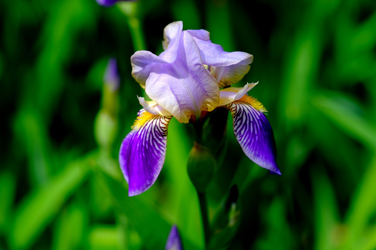 Iris,  Žiedas,  Žydi,  Mėlyna,  Gėlė,  Pobūdį,  Sodas,  Iš Arti,  Violetinė,  Mėlynos Rainelės