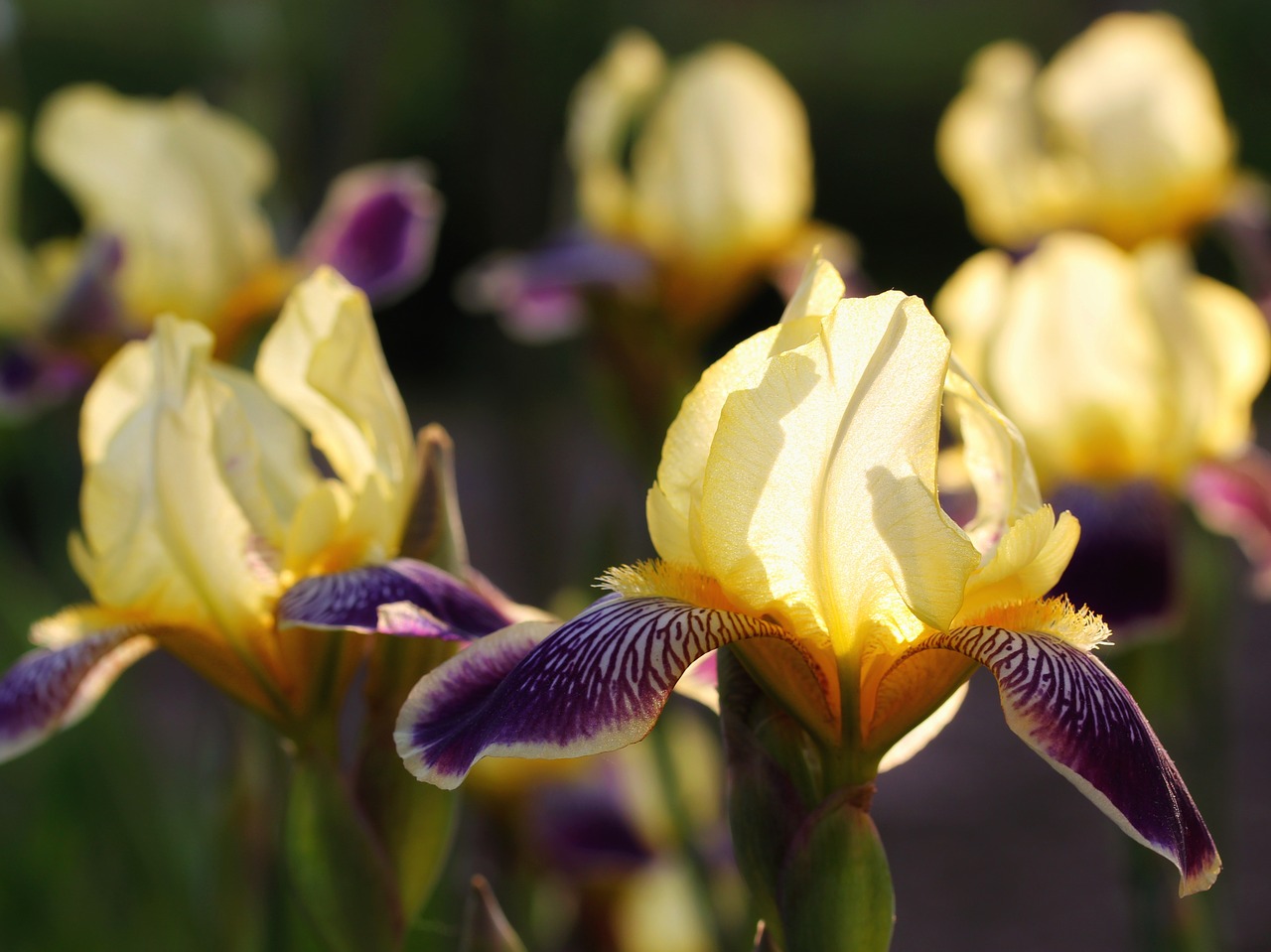 Iris,  Geltona,  Violetinė,  Gėlė,  Gėlės,  Iš Arti,  Šviesus,  Pavasaris,  Augimas,  Vasara