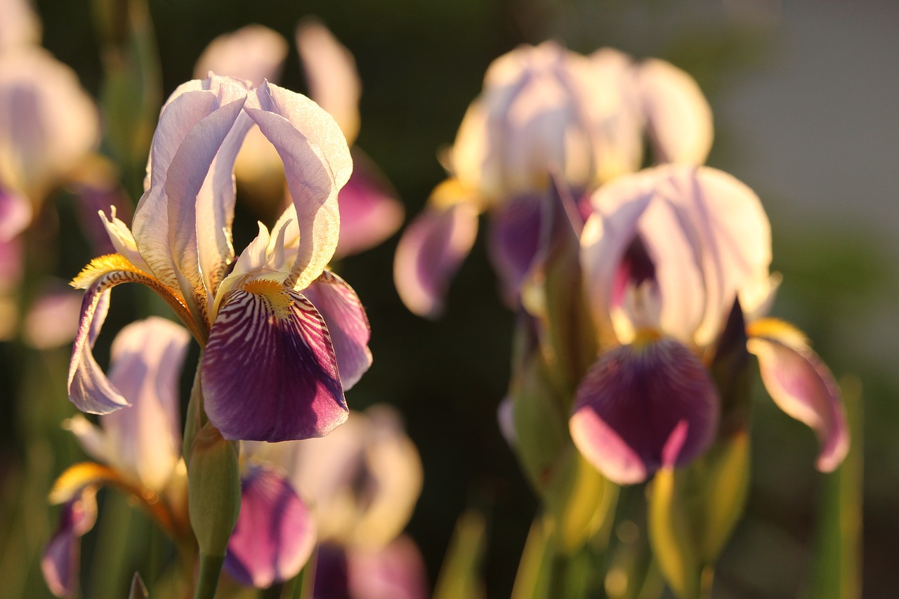 Iris,  Violetinė,  Gėlė,  Pobūdį,  Augalų,  Schwertliliengewaechs,  Pavasaris,  Augimas,  Iš Arti,  Šviesus