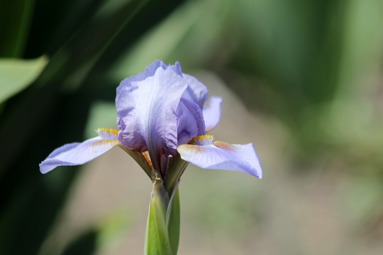 Iris,  Gėlė,  Spyruokliniai Žiedai,  Gražus,  Pobūdį,  Sodo Gėlės,  Sodas,  Gražios Gėlės,  Graži Gėlė,  Žydi