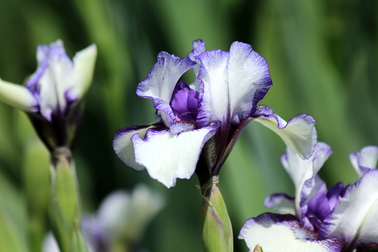 Iris,  Gėlė,  Spyruokliniai Žiedai,  Gražus,  Pobūdį,  Sodo Gėlės,  Sodas,  Gražios Gėlės,  Graži Gėlė,  Žydi