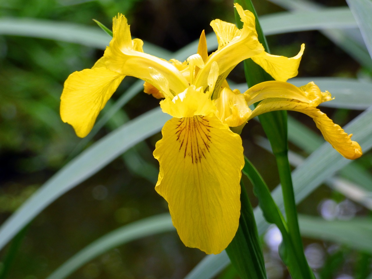 Iris,  Žiedas,  Žydi,  Pelkė Rainelės,  Vilkdalginiai,  Augalų,  Iš Arti,  Pobūdį,  Gėlė, Nemokamos Nuotraukos