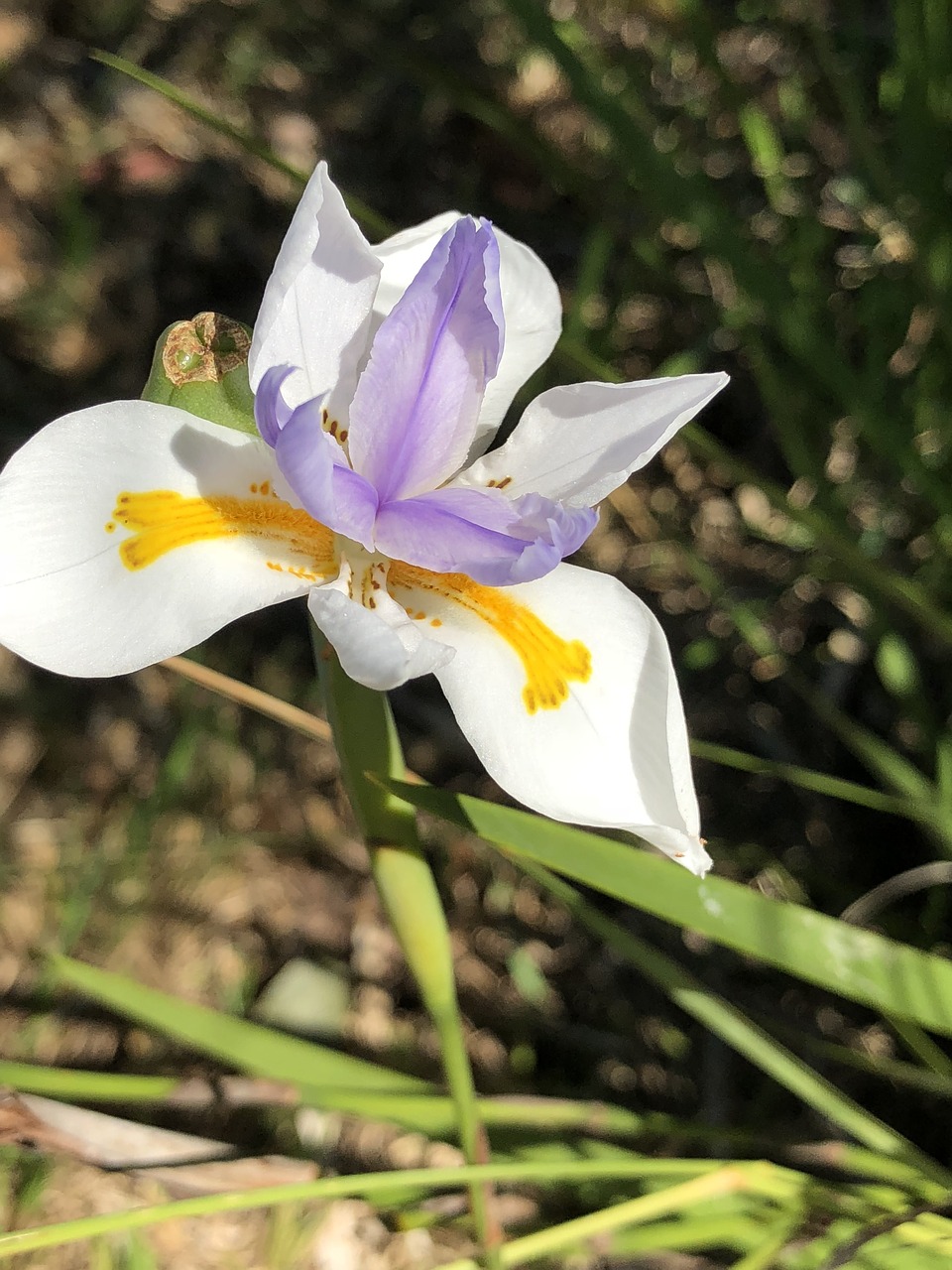 Iris,  Gėlė,  Baltos Spalvos,  Pobūdį,  Augalų,  Geltona,  Violetinė,  Krūmas,  Sodas,  Pavasaris