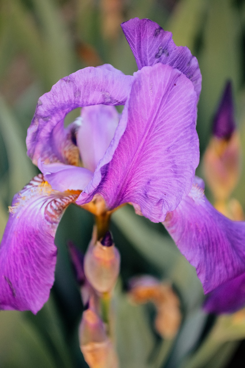 Iris,  Vilkdalgių,  Gėlės,  Violetiniai Iris,  Graži Gėlė,  Sodo Gėlės,  Geliu Lova,  Alyvinė,  Iris Lapai,  Sodo Gėlių