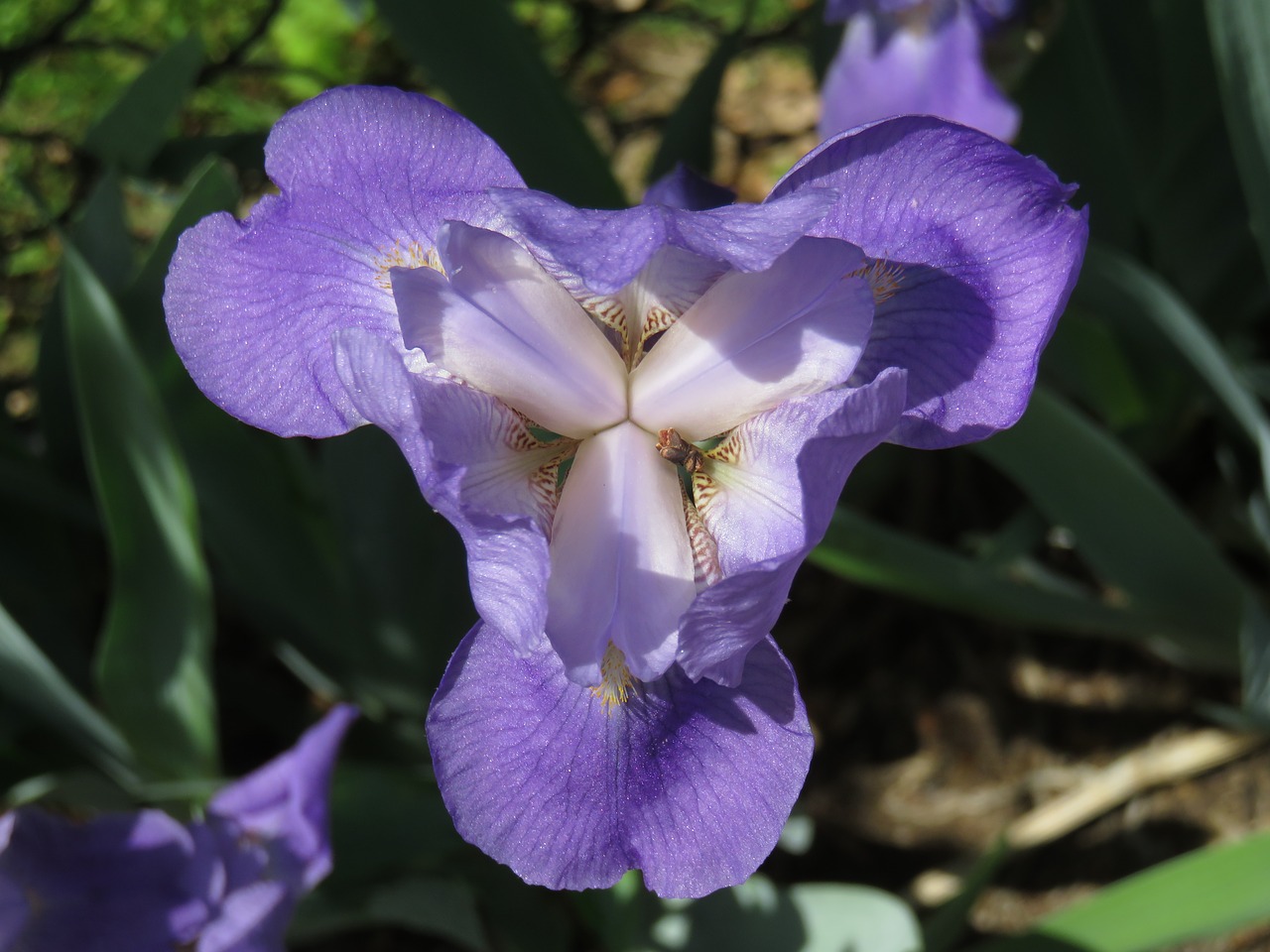 Iris,  Violetinė,  Gėlė,  Augalų,  Žydi,  Žiedlapis,  Violetinė, Nemokamos Nuotraukos,  Nemokama Licenzija