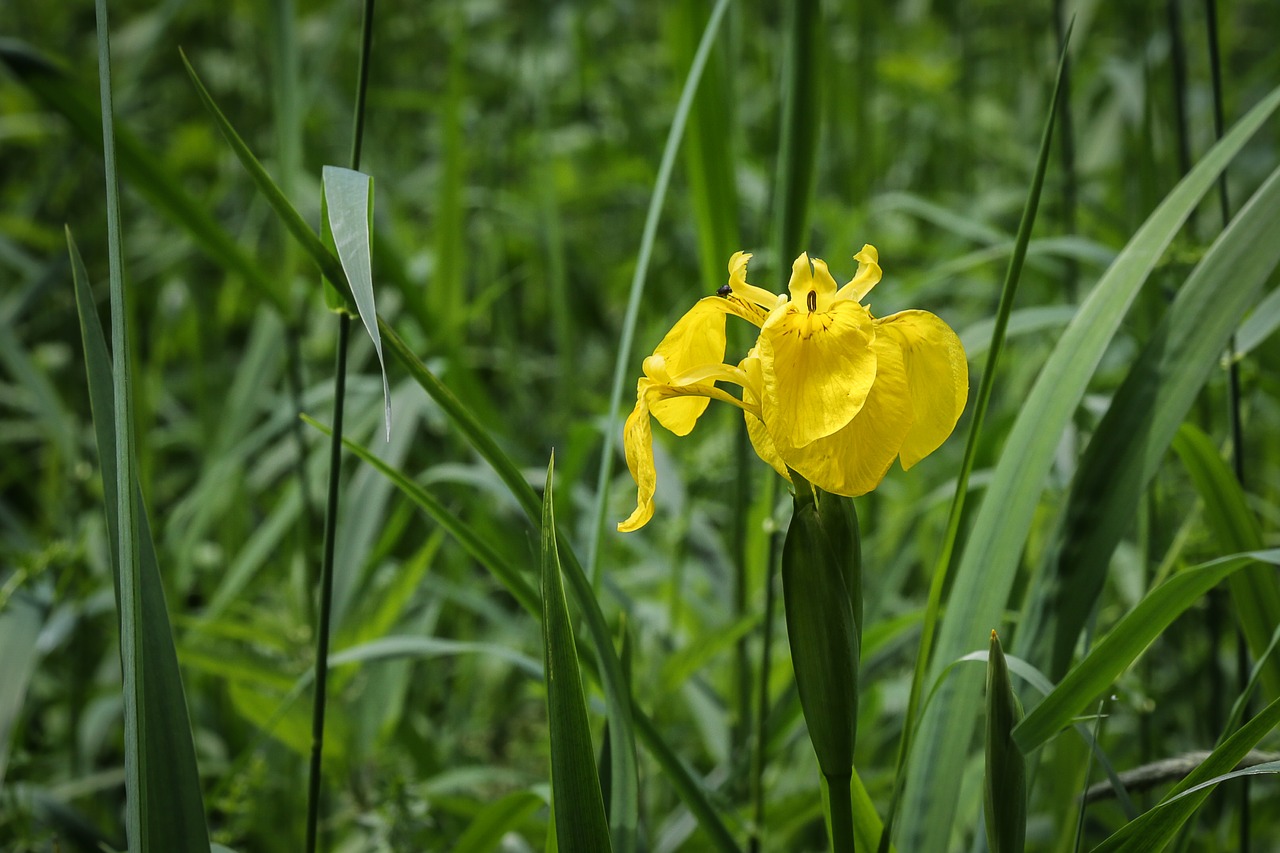 Iris,  Pelkė Rainelės,  Gėlė,  Vasaros Gėlės,  Geltona,  Geltona Vasaros Gėlė, Nemokamos Nuotraukos,  Nemokama Licenzija