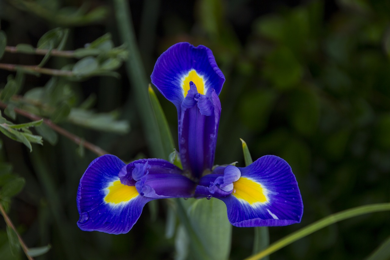 Iris,  Gėlė,  Augalų,  Mėlyna Žiedas,  Iš Arti,  Pobūdį,  Mėlyna,  Blue Iris, Nemokamos Nuotraukos,  Nemokama Licenzija