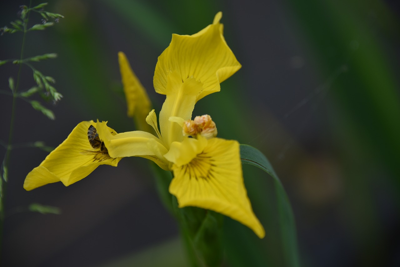 Iris,  Geltona,  Vabzdys,  Iš Arti,  Makro,  Žiedas,  Žydi,  Gėlė,  Pelkė Rainelės,  Schwertlilie Gewaechs