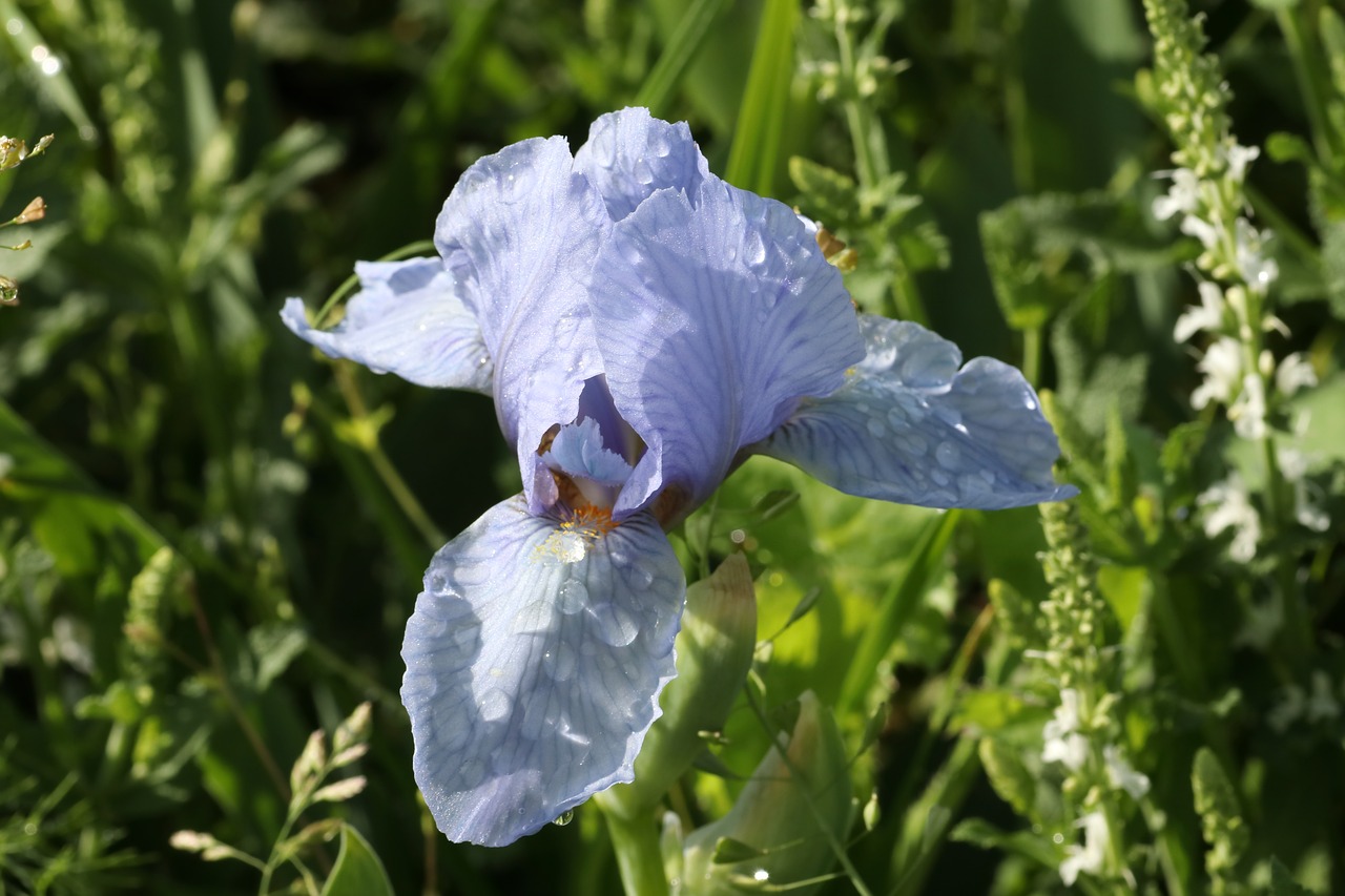 Iris,  Pavasaris,  Vasara,  Lašai,  Rosa,  Grožis, Nemokamos Nuotraukos,  Nemokama Licenzija