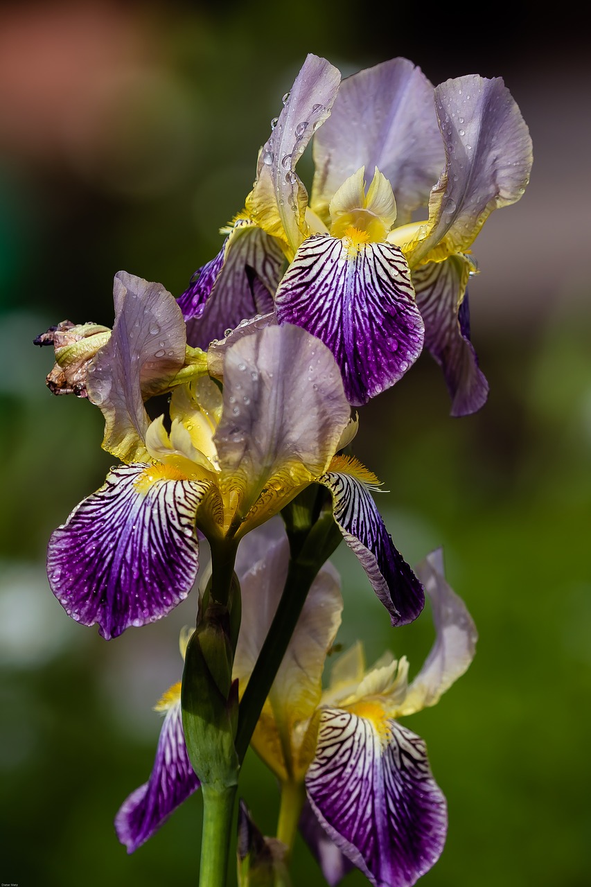 Iris,  Mėlyna Žiedas,  Mėlyna,  Pobūdį,  Gėlė,  Augalų,  Iš Arti,  Pelkė Rainelės,  Mėlynos Rainelės,  Vilkdalginiai