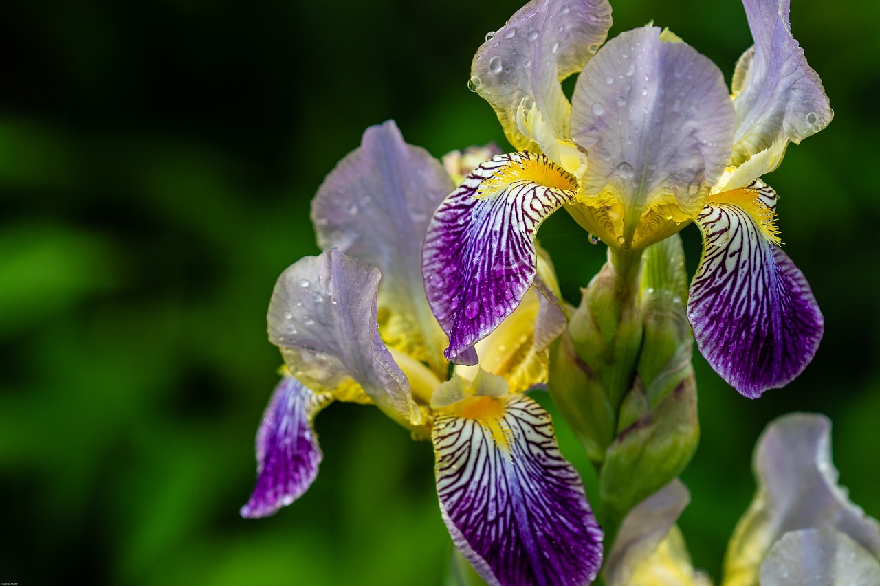 Iris,  Lietaus Lašas,  Šlapias,  Mėlyna Žiedas,  Mėlyna,  Pobūdį,  Gėlė,  Augalų,  Iš Arti,  Mėlynos Rainelės