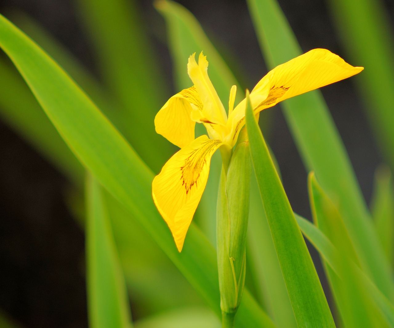 Iris, Gėlė, Žiedas, Žydėti, Pelkės Rainelė, Geltona, Iridaceae, Uždaryti, Nemokamos Nuotraukos,  Nemokama Licenzija